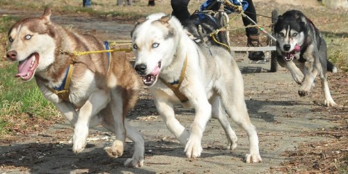 Die Hunde sind wieder los - 18./19.02. in Wörlitz